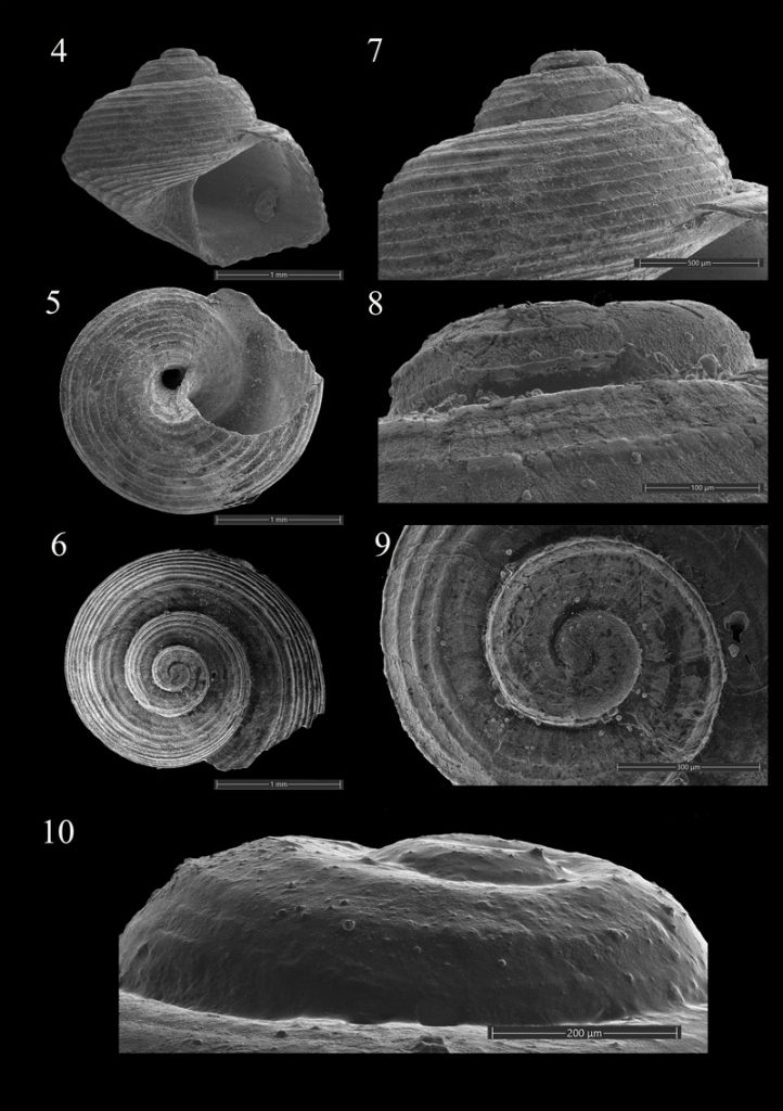 Dettagli morfologici della conchiglia di Steromphala federicii osservati al microscopio elettronico a scansione (SEM), con viste laterali e apicali delle spire e ingrandimenti delle superfici.