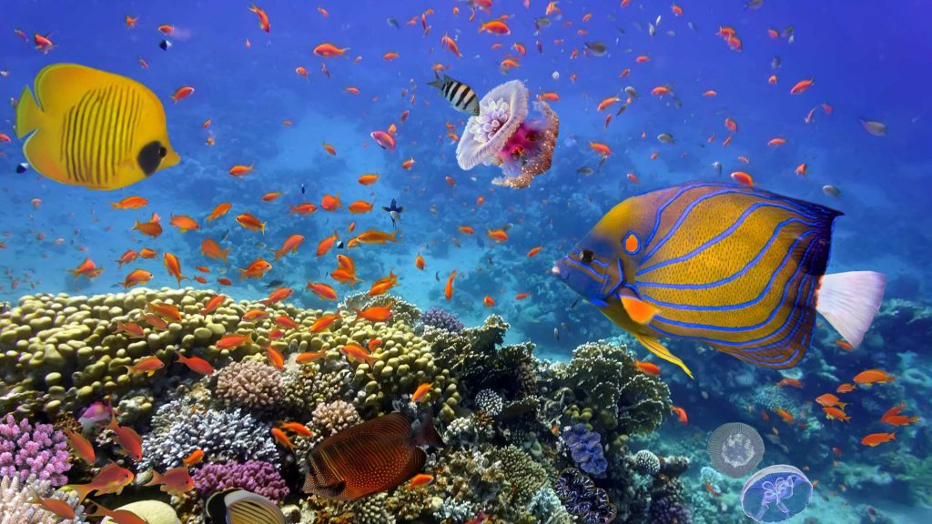 Marsa alam offerta subacquea resort