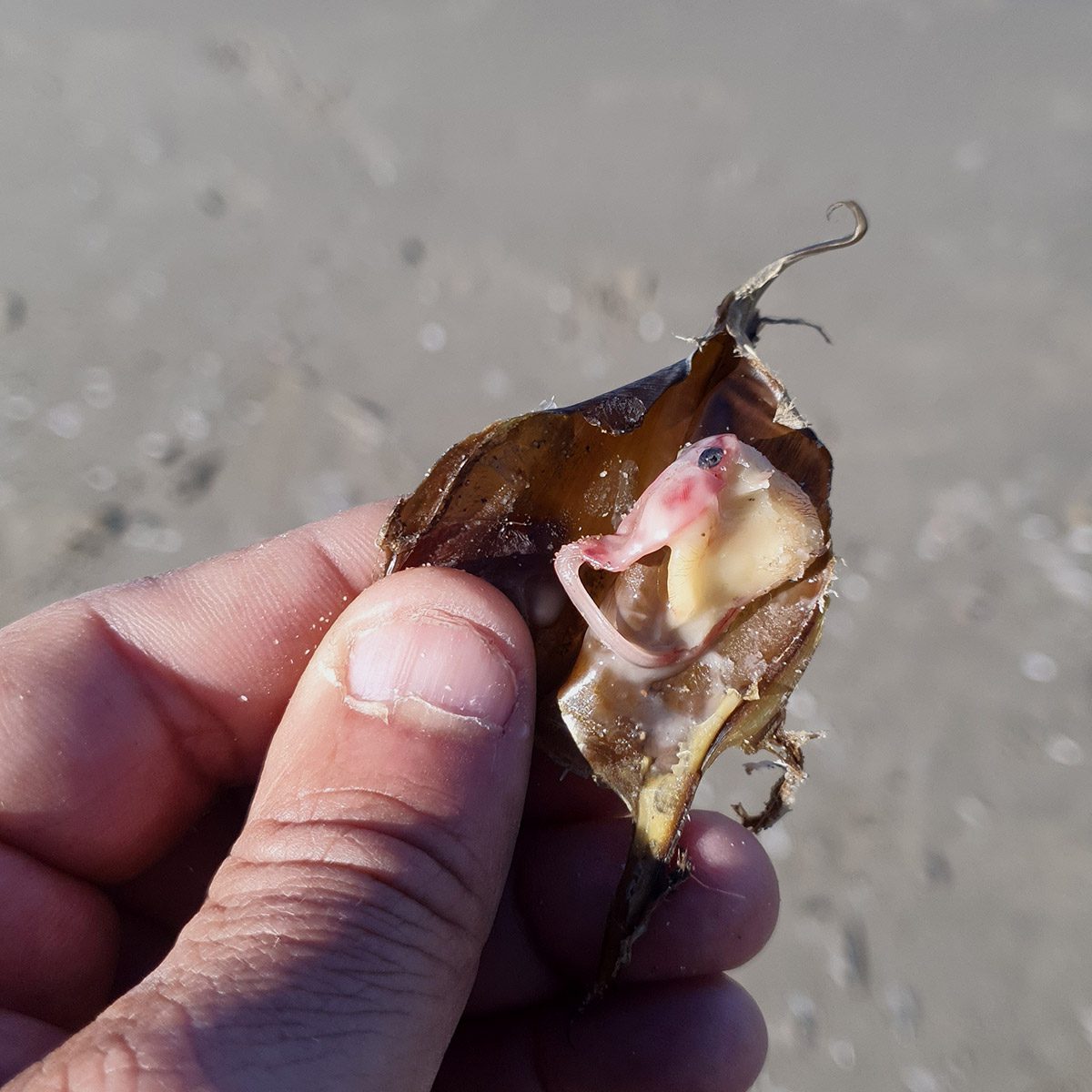 Embrione di razza in sacca d'uovo su sabbia