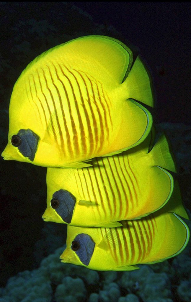 numero 3 pesci farfalla gialli