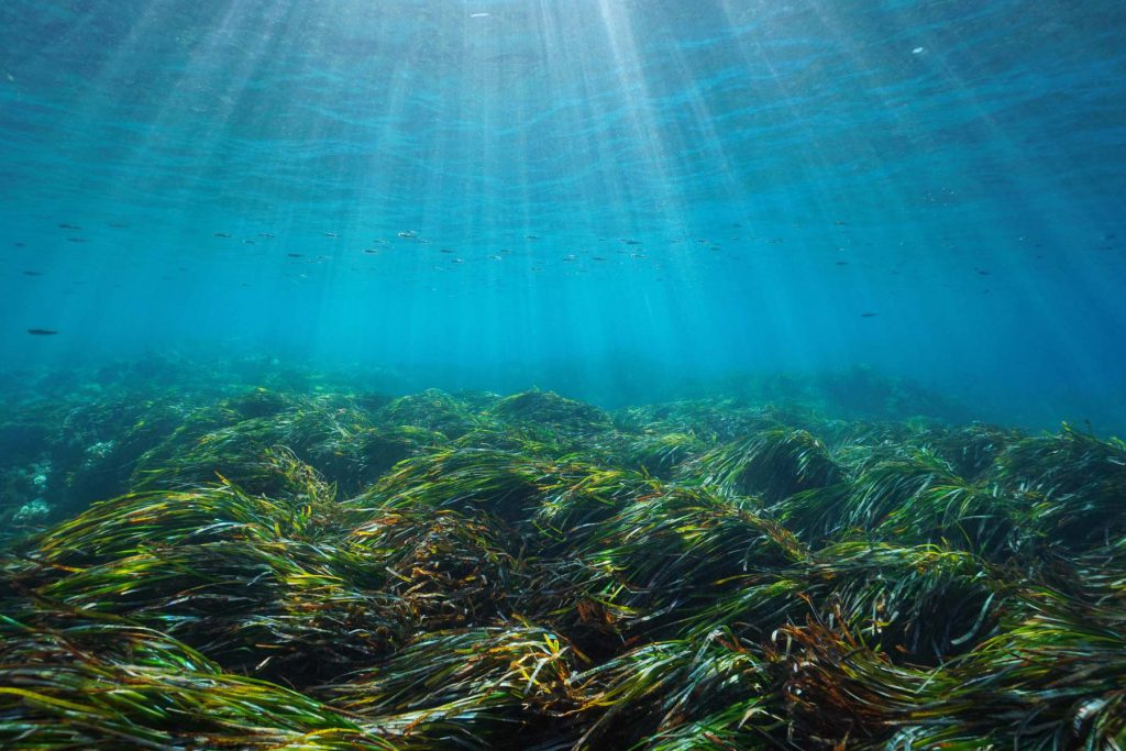 Raggi di luce filtrano su prateria di Posidonia 