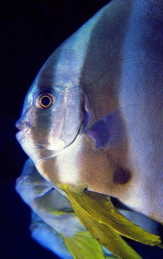 numero 3 pesci platax teira