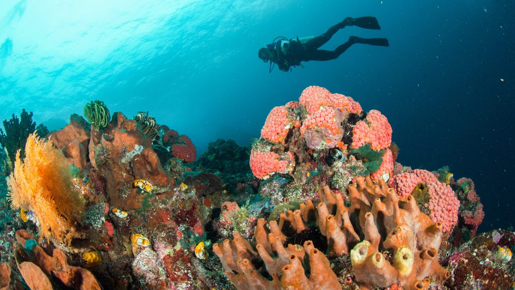 Punture e ferite in mare: cosa fare