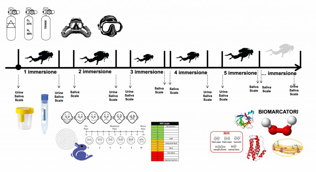ESEMPIO DI SCHETCH SPERIMENTALE. Giorni e sessioni di immersione, raccolta dei campioni, somministrazione dei test e analisi di biomarcatori. Copyright CNR Milano Niguarda e Hyperbaric School Padua