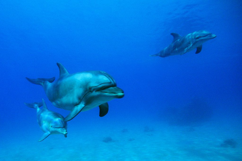 numero 3 delfini tursiopi immersione