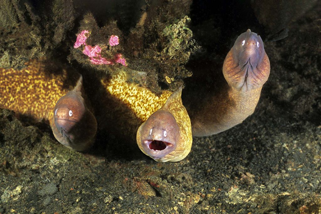 numero 3 murene mediterraneo immersione