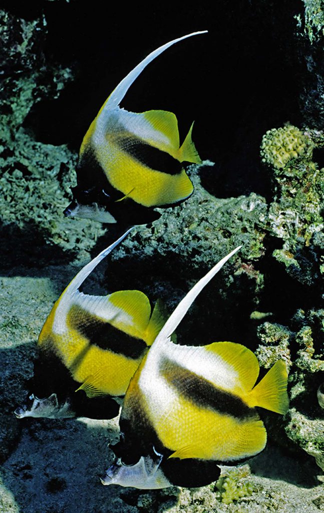 numero 3 pesci bandiera mar rosso