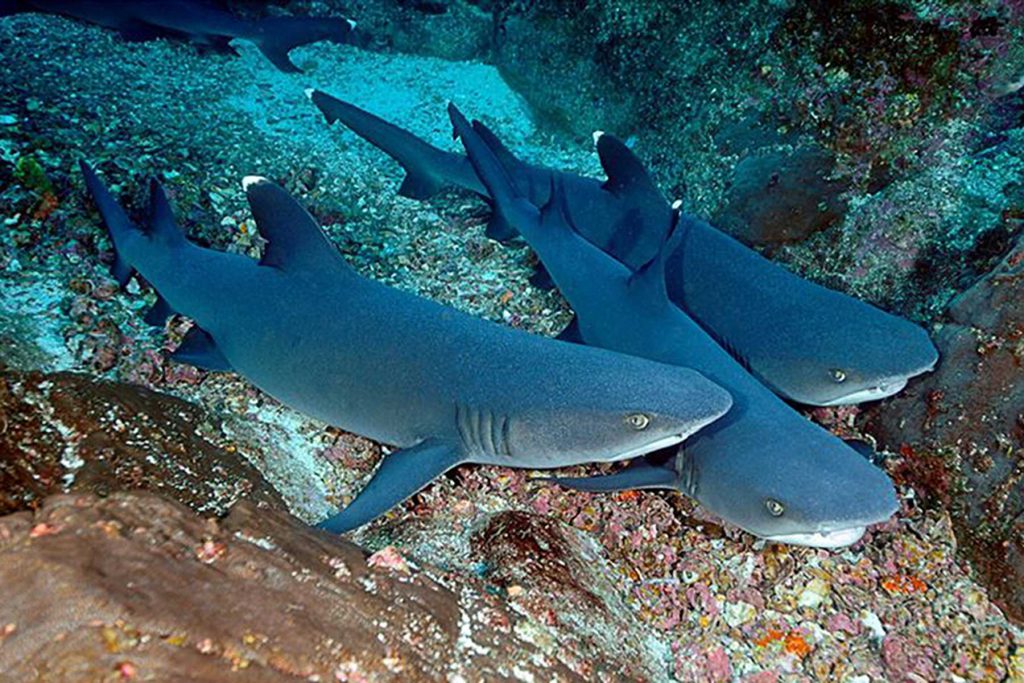 numero 3 squali pinna bianca corallo