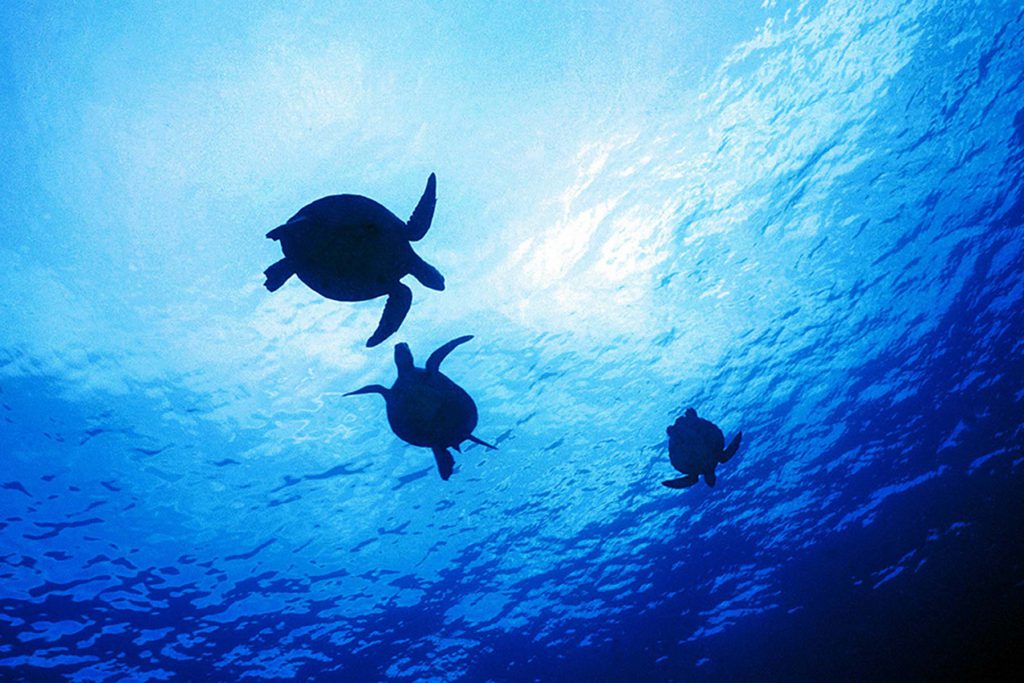 numero 3 tartarughe nel mare profondo