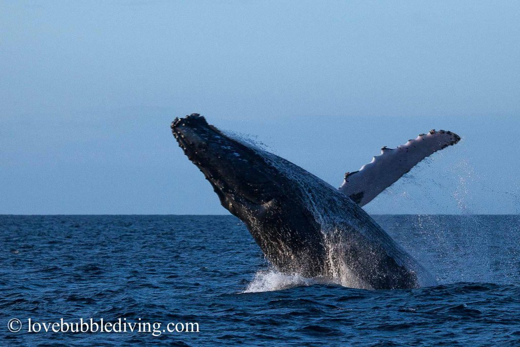 Fotografia di balena megattera che salta fuori dall'acqua blu dell'oceano