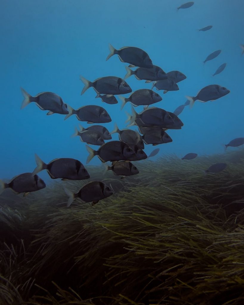 Banco di saraghi pinna nera che nuota sopra una prateria di posidonia all’Elba