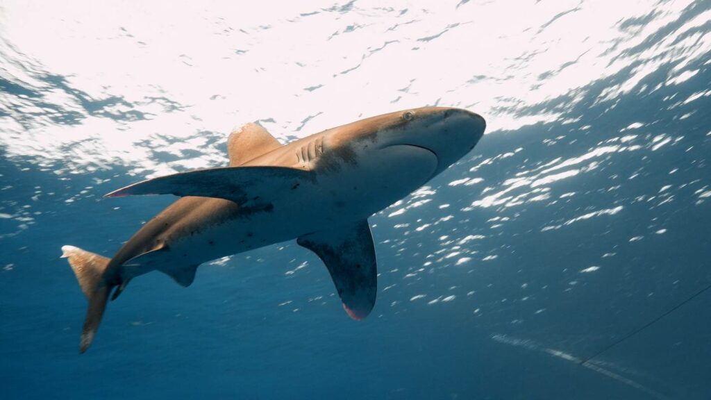 elphinstone crociera squalo offerta crociera