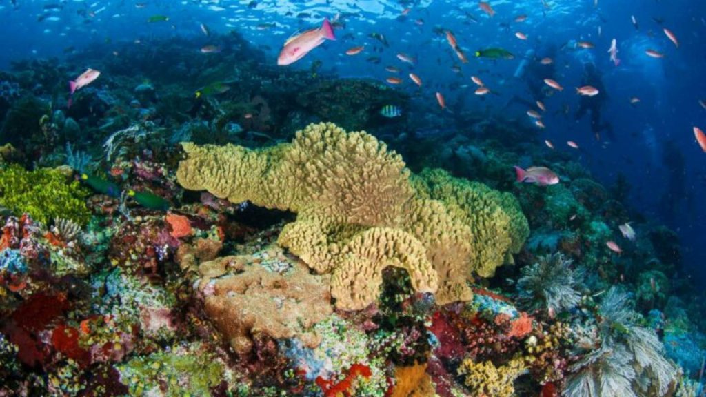 komodo crociere sub mete subacque