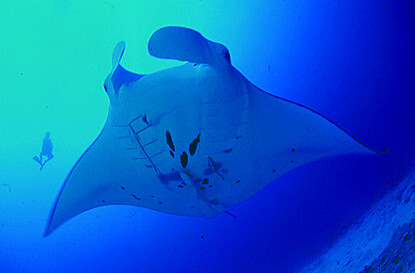 palau offerta viaggio sub agosto manta