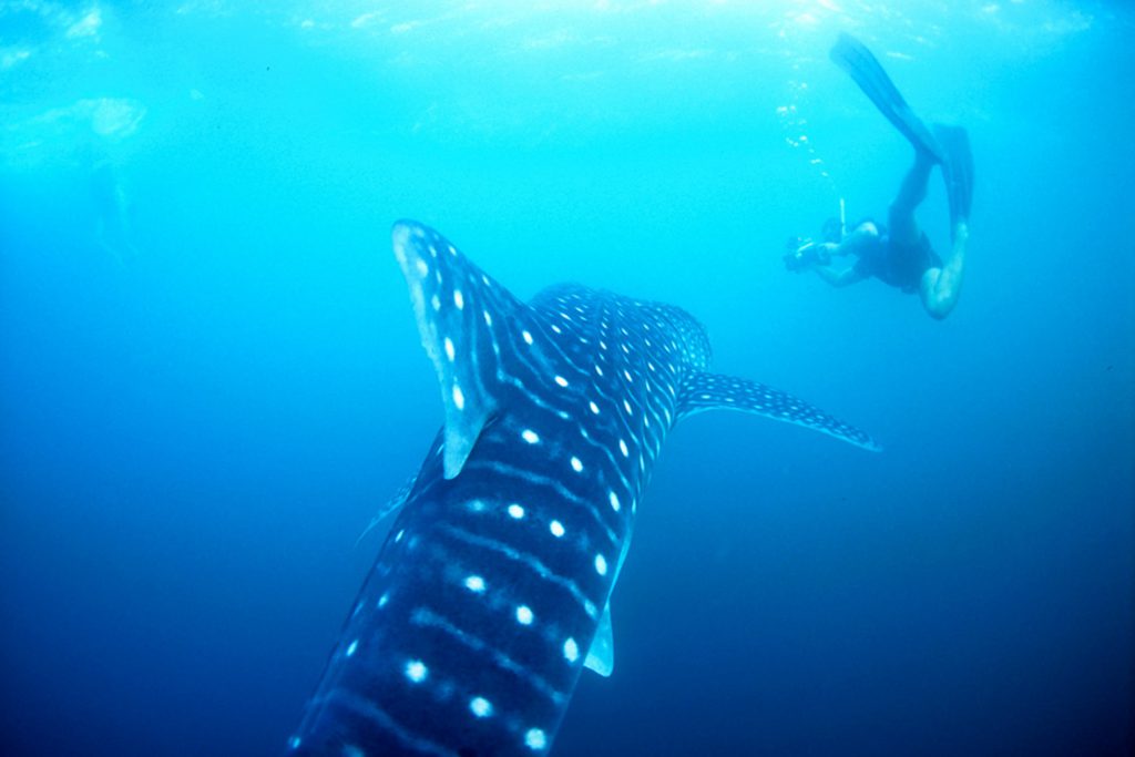 Squalo balena che nuota con uno snorkelista