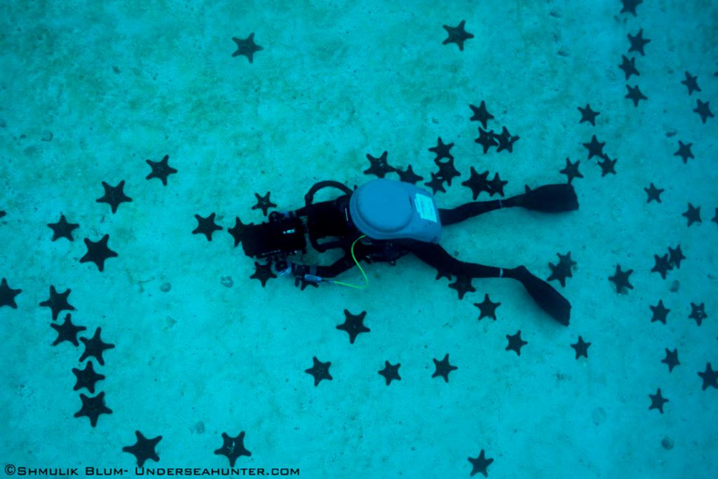 Fotografia di subacqueo sdraiato su un fondale sabbioso ricoperto da numerose stelle marine scure
