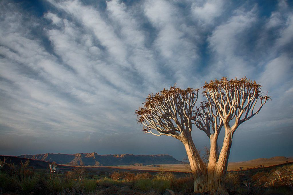 Fotografia di albero faretra nel deserto della Namibia sotto un cielo nuvoloso