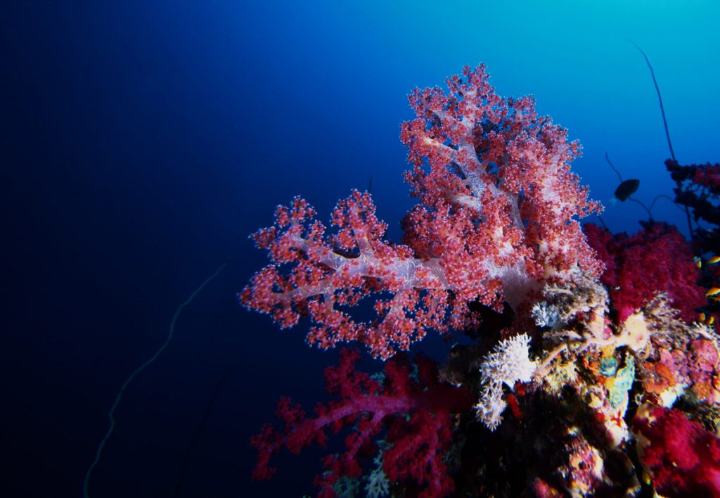 Corallo molle rosso in immersione alle Farasan Banks
