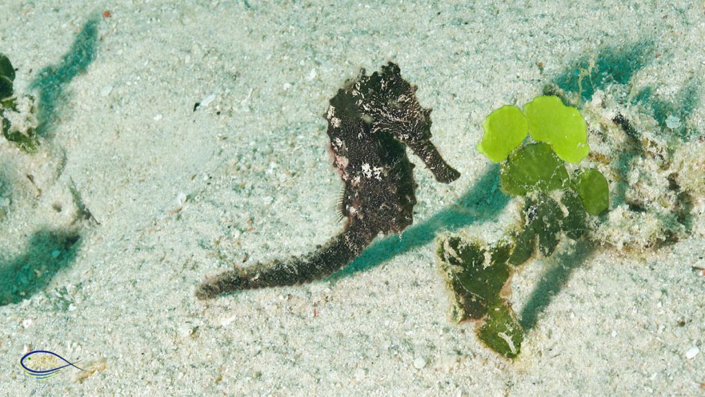 creature mimetiche raja ampat immersioni