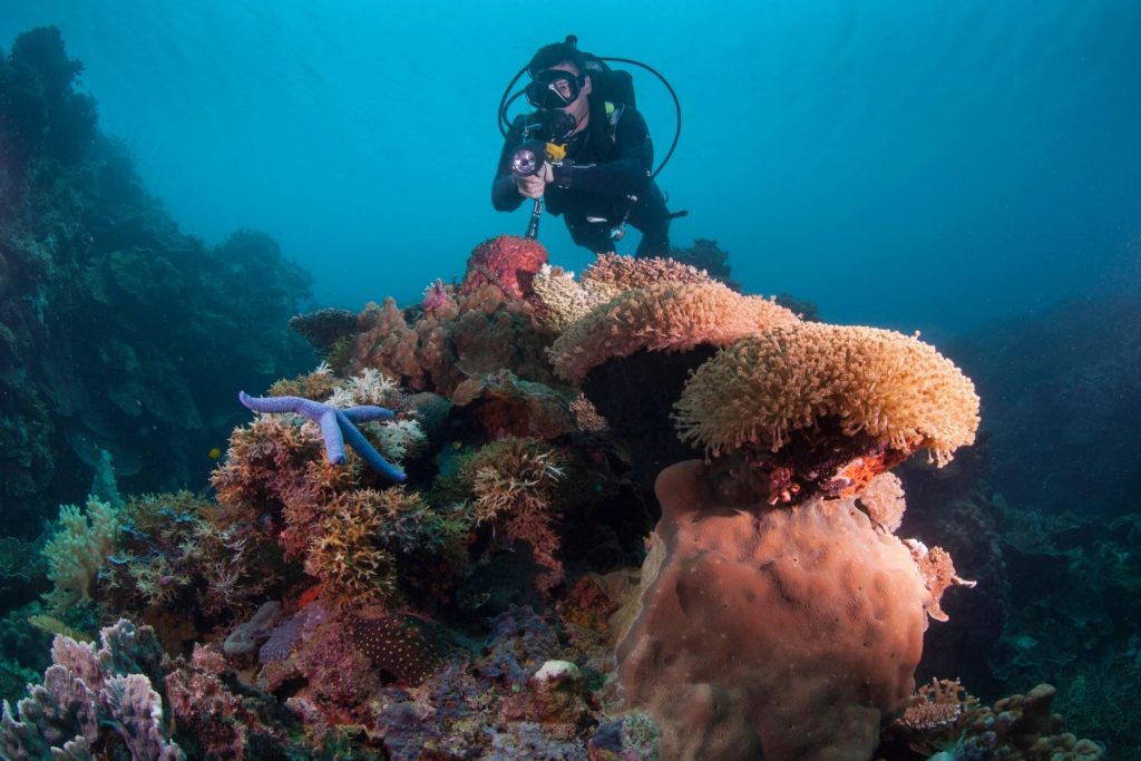 Fotografo subacqueo riprende da vicino una stella marina blu e coralli molli su un reef tropicale.