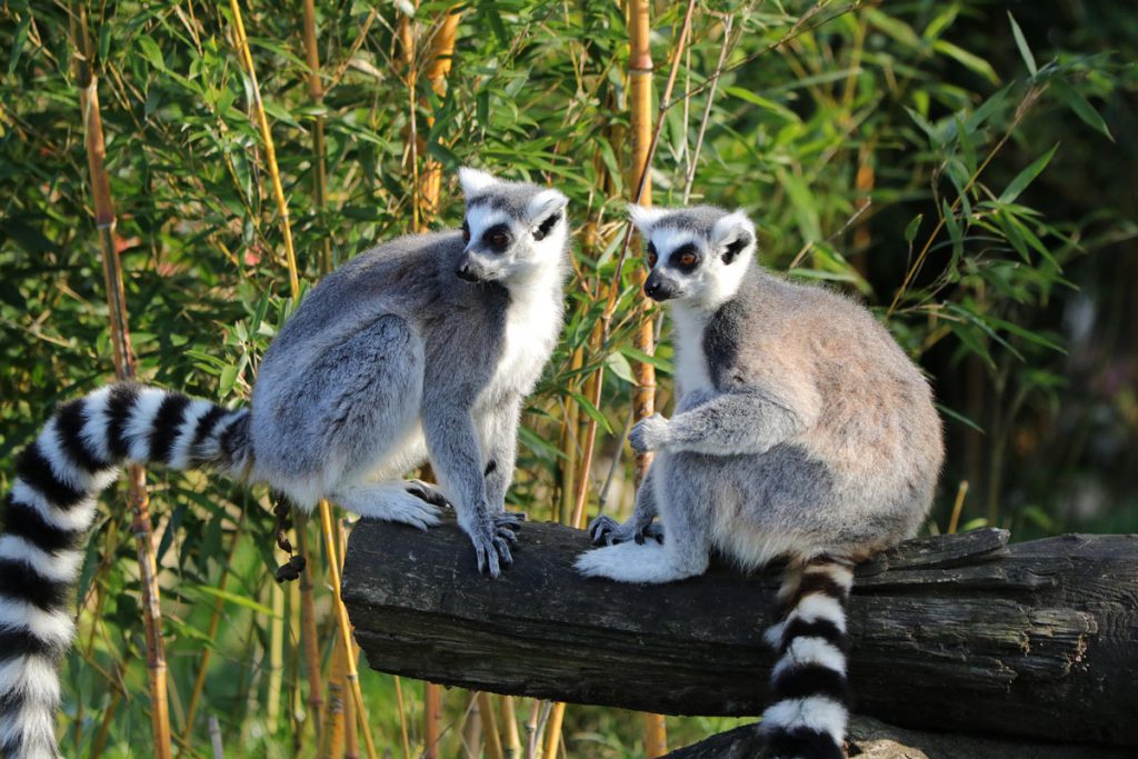 madagascar lemuri vacanze