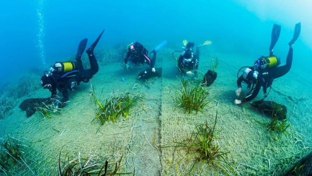 posidonia riforestazione bergeggi