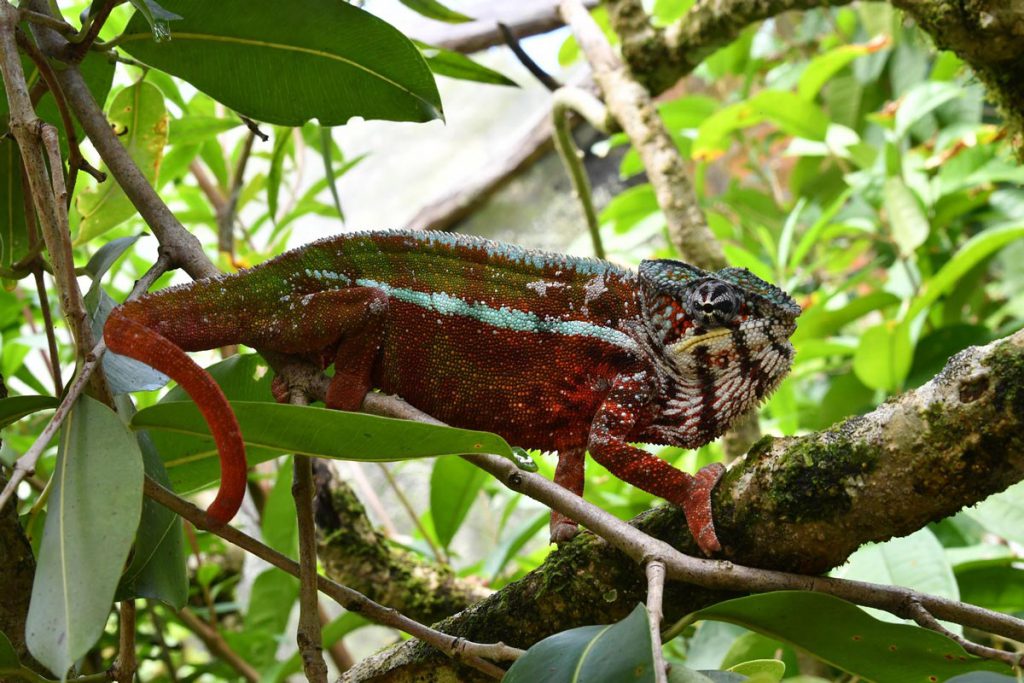 rettile vacanze madagascar foresta camaleonte pantera (Furcifer pardalis)