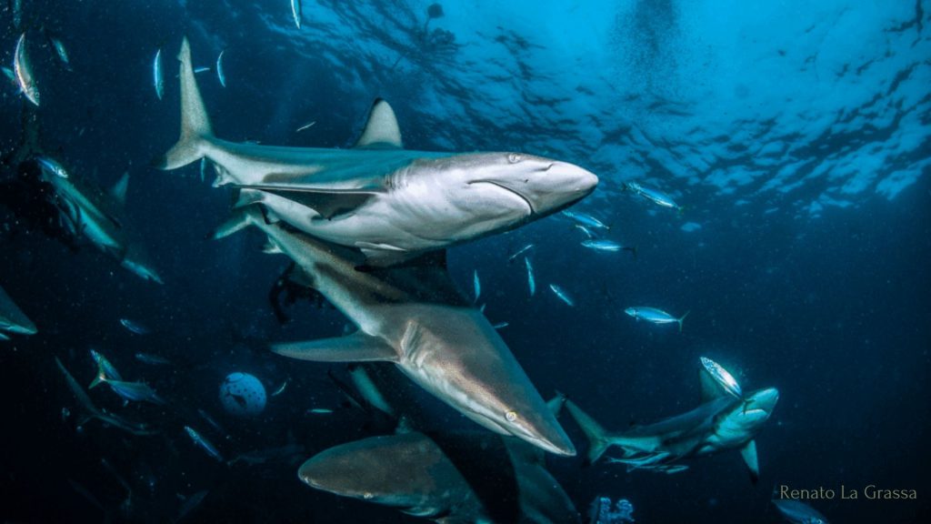 Squali a Aliwal Shoal in Sudafrica durante una shark dive – Foto: Renato La Grassa