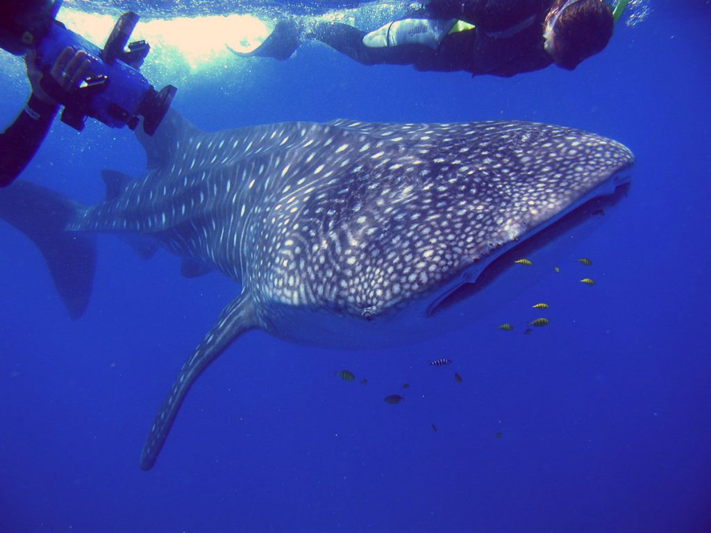 Incontro ravvicinato con squalo balena nel Mar Rosso