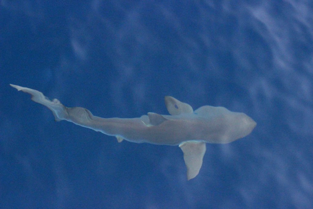 Squalo seta fotografato in superficie nel Mar Rosso saudita