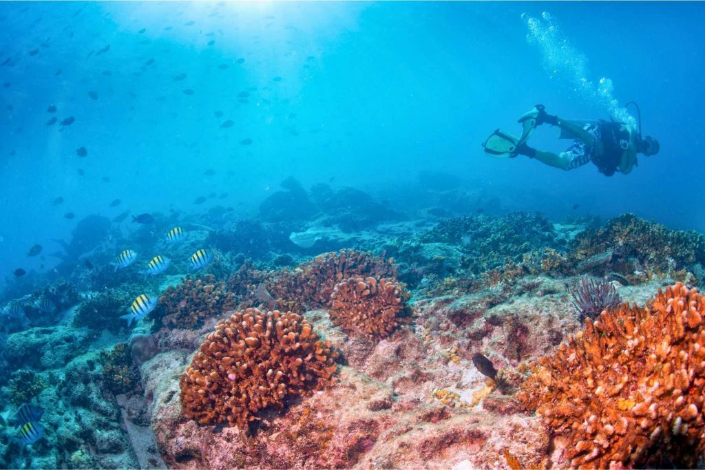 Subacqueo in immersione sopra una barriera corallina in Thailandia, circondato da pesci tropicali e coralli duri.