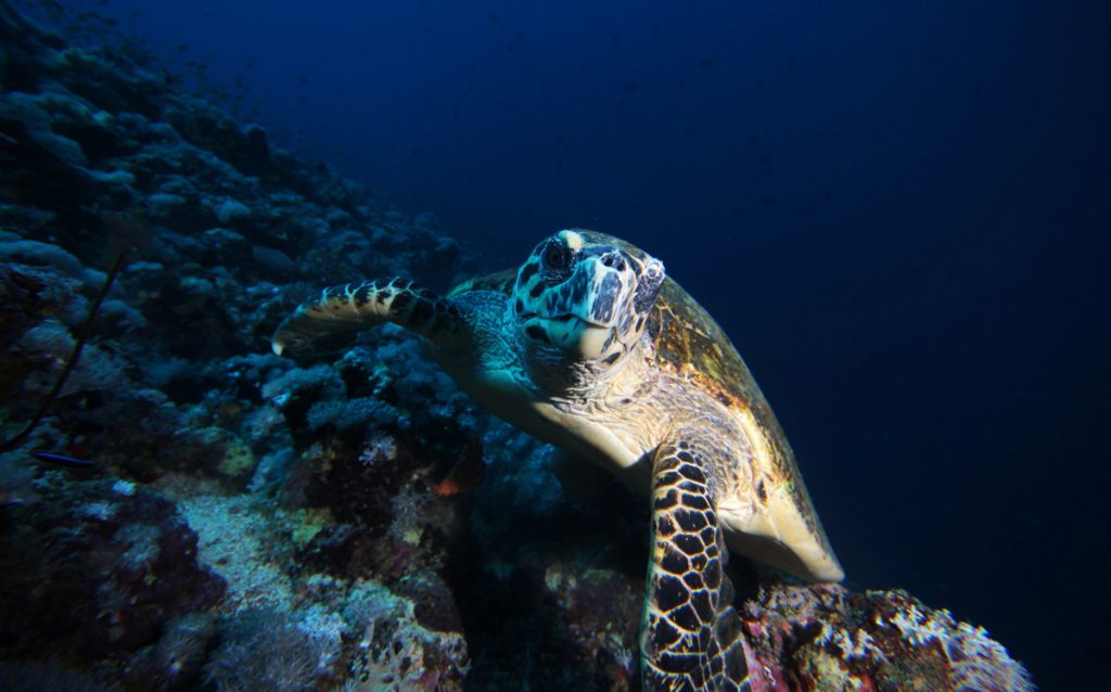 Tartaruga marina durante un’immersione alle Farasan Banks