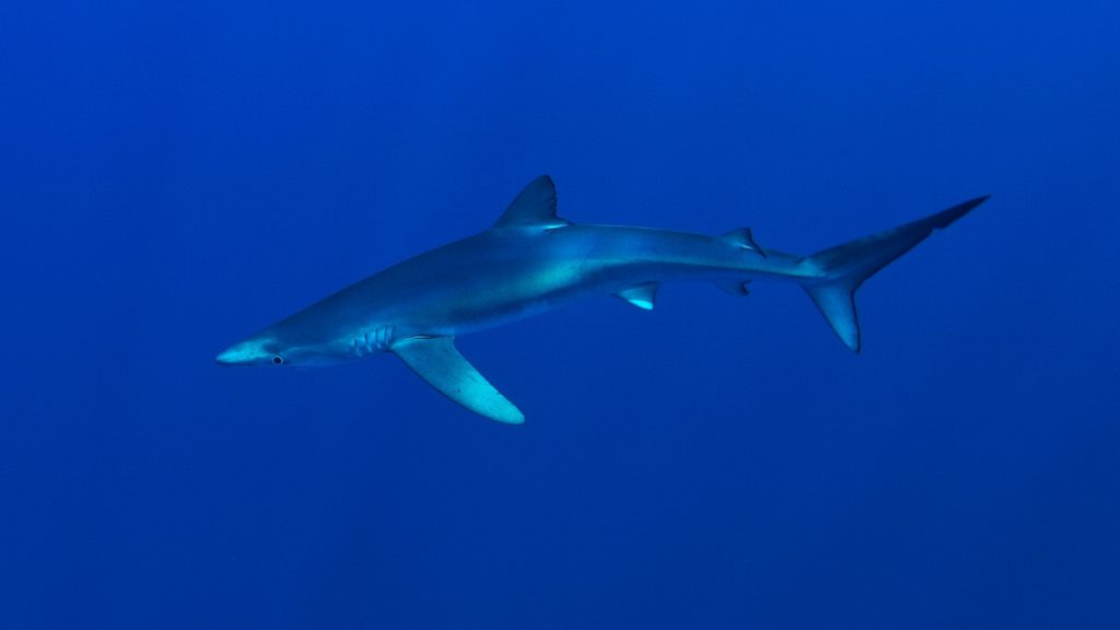 tshark app proteggere gli squali e razze