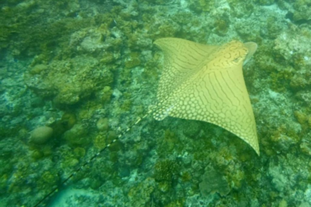 Vista dorsale della razza aquila reticolata nelle acque dell’atollo di Malé Nord, Maldive