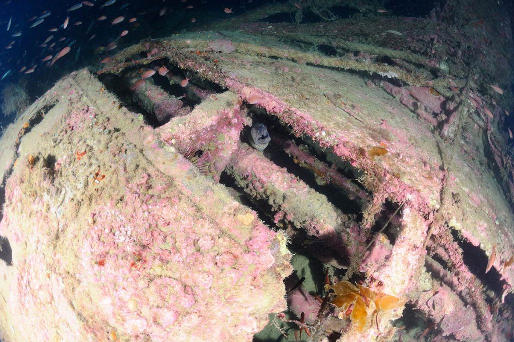 Dettaglio dello scafo del sommergibile Sebastiano Veniero ricoperto di alghe calcaree rosee, con murena tra le lamiere e banchi di pesci.