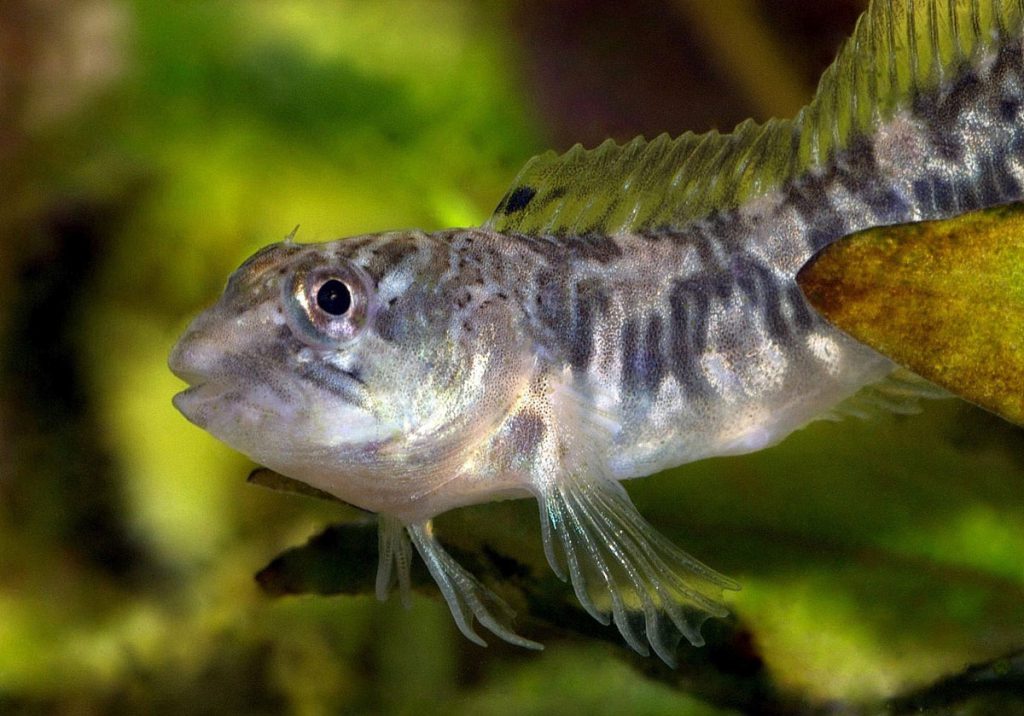 Femmina di cagnetto su fondale erboso in acqua dolce
