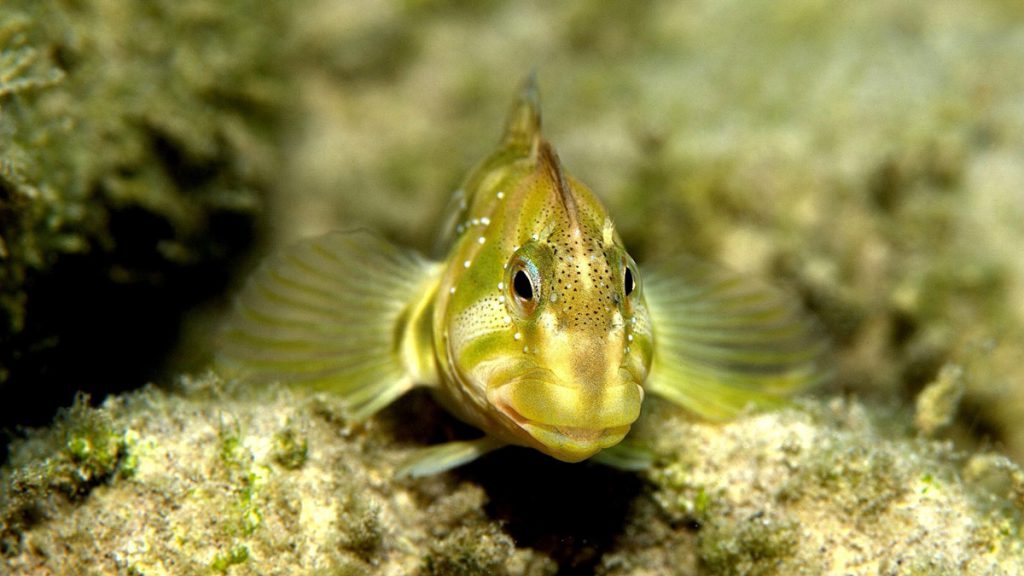 Primo piano di un maschio di cagnetto (Salaria fluviatilis) con cresta evidente – foto subacquea
