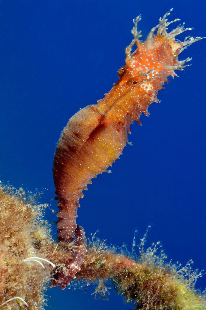 Cavalluccio marino aggrappato a una gorgonia osservato durante snorkeling costiero