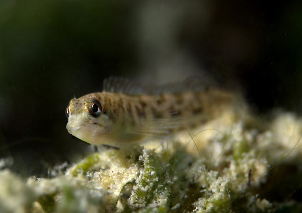 Maschio di cagnetto all’interno della tana che custodisce e pulisce