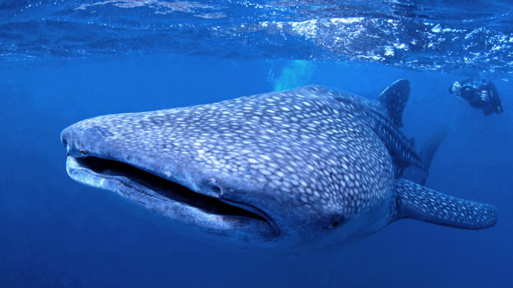 gigante gentile squalo balena