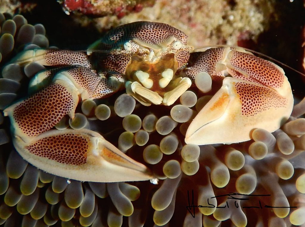 Primo piano di un granchio porcellana (Neopetrolisthes maculatus) tra i tentacoli di un anemone, foto di Herbert Fontana.