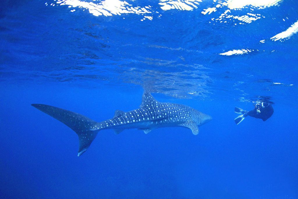 Subacqueo in immersione accanto a uno squalo balena nelle acque tropicali, ripresa sott’acqua