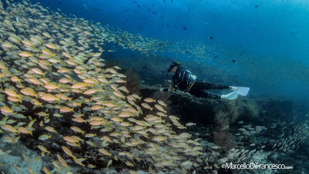 Subacqueo osserva un grande banco di pesci in immersione in corrente