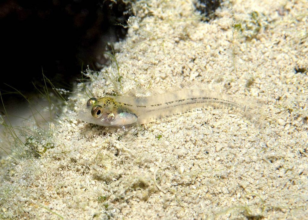 Esemplare giovanile di Salaria fluviatilis su fondale sabbioso
