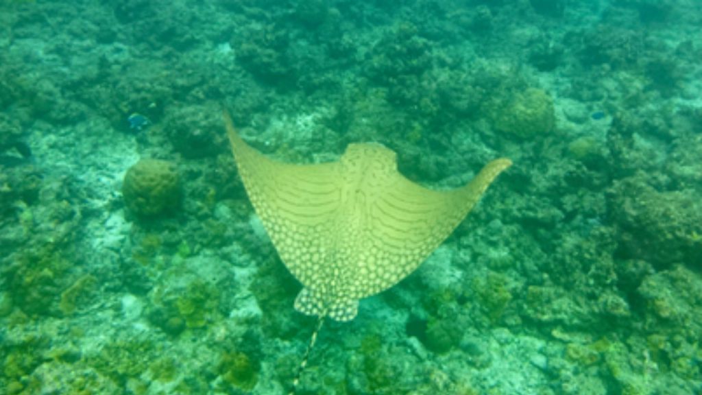 Razza aquila di mare reticolata fotografata in snorkeling a Helengeli, Maldive