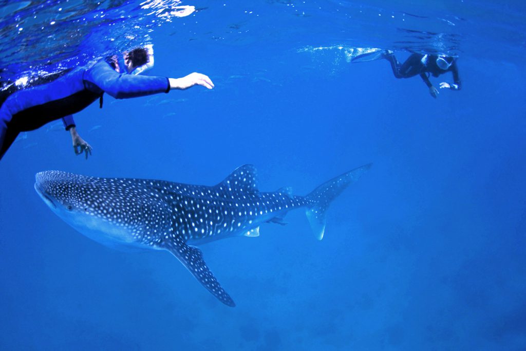 Due snorkeler nuotano accanto a uno squalo balena, approccio controllato all’animale