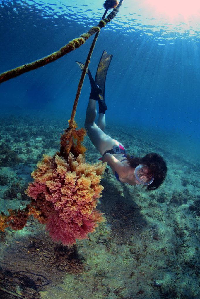 Snorkeler osserva un corallo ramificato attaccato a una cima in acque mediterranee