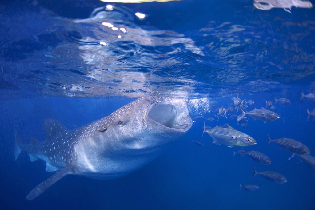 Squalo balena a bocca aperta mentre si avvicina a un branco di piccoli pesci pelagici