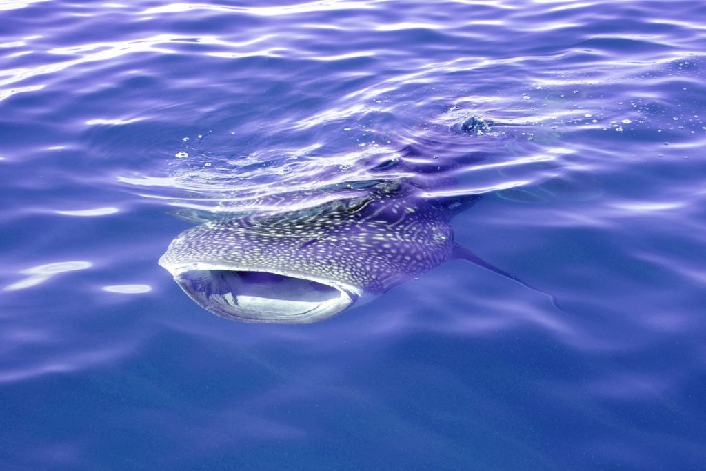 Squalo balena con la bocca aperta visto da vicino, durante il foraggiamento a Oslob, Filippine