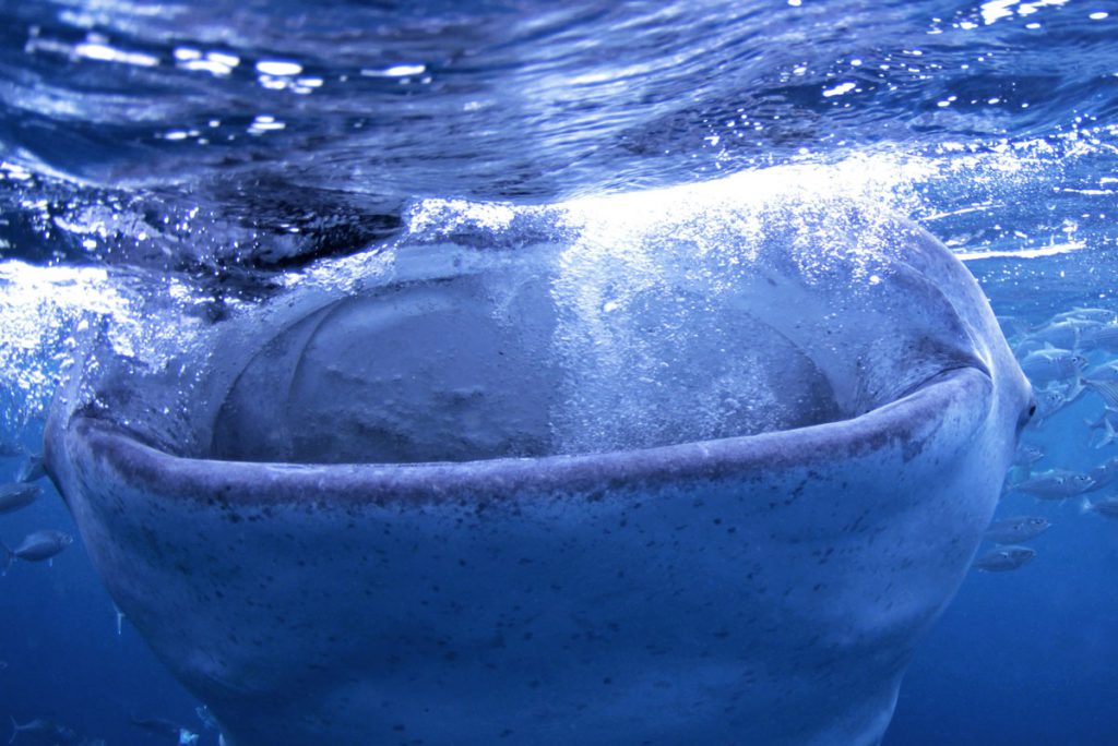 Dettaglio ravvicinato della bocca aperta di uno squalo balena in superficie